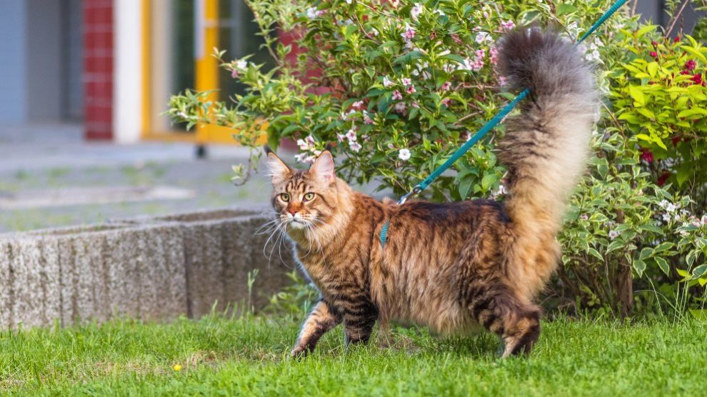 Gato paseando