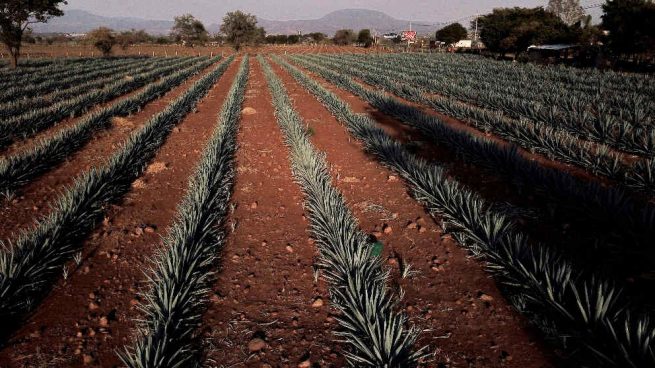 México y los Emiratos Árabes Unidos avanzan en materia de cooperación agroalimentaria