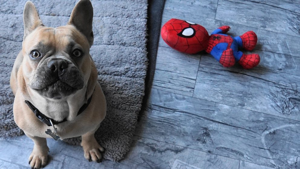 Descubre 8 consejos sobre los perros y sus juguetes