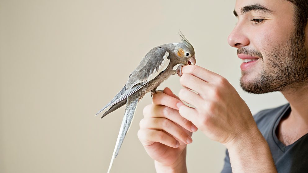 Descubre la forma ideal de desparasitar a tus pájaros