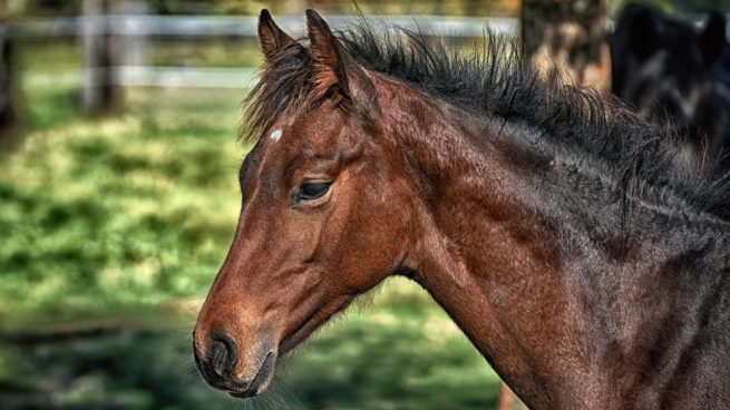 caballo lenguaje corporal