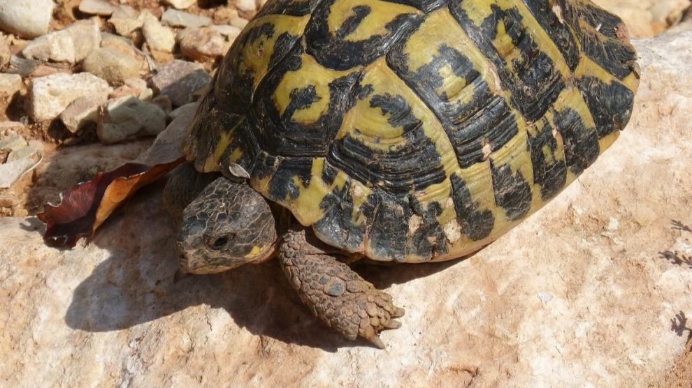 Cómo saber cuántos años tiene una tortuga