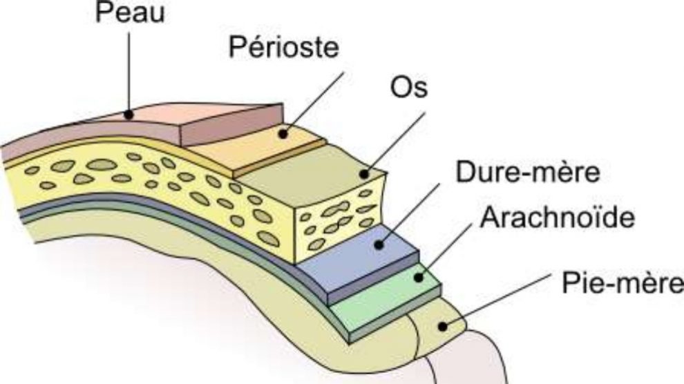 Conoce las meninges del SNC