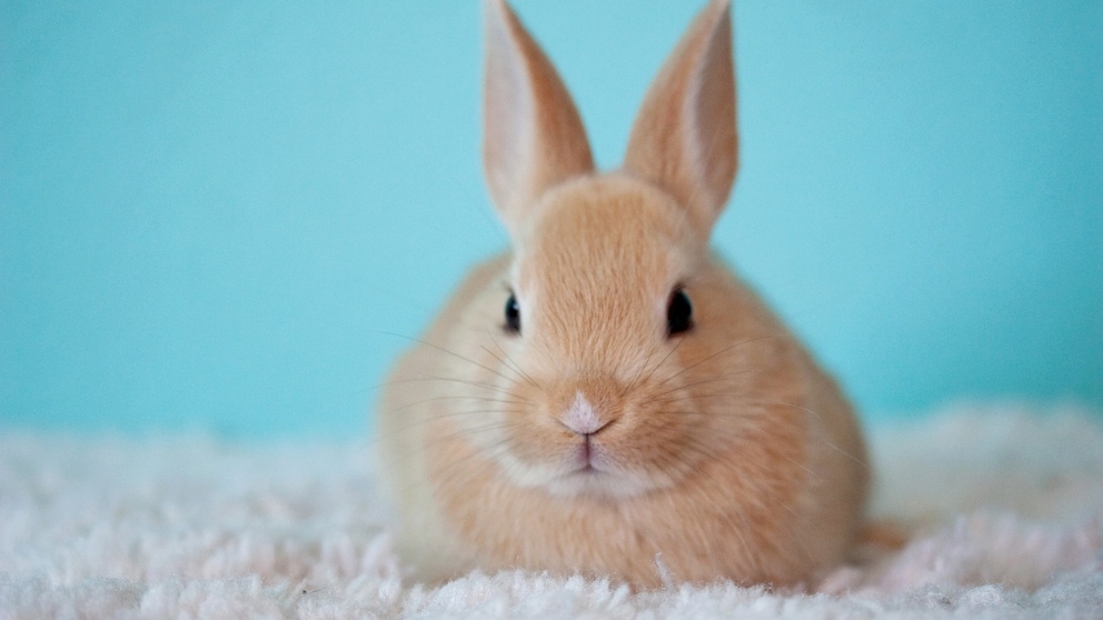 Conejo: 6 enfermedades que puede tener tu mascota