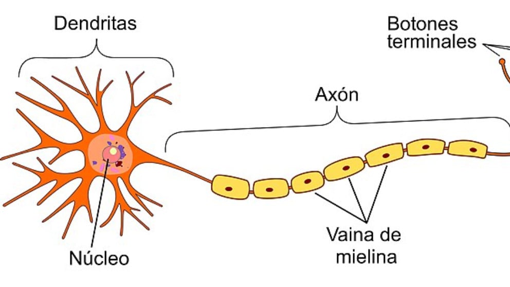 Mielina: Descubre qué es