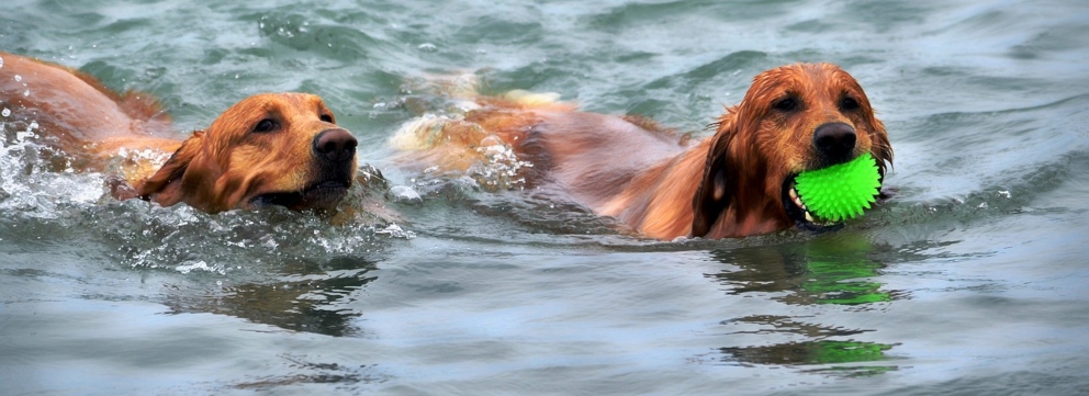 Perro en el agua ejercicios