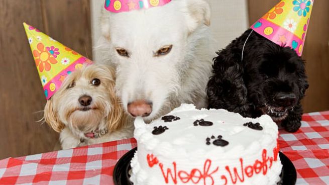 prima eje Interpretativo Cómo organizar una fiesta de cumpleaños original para tu perro