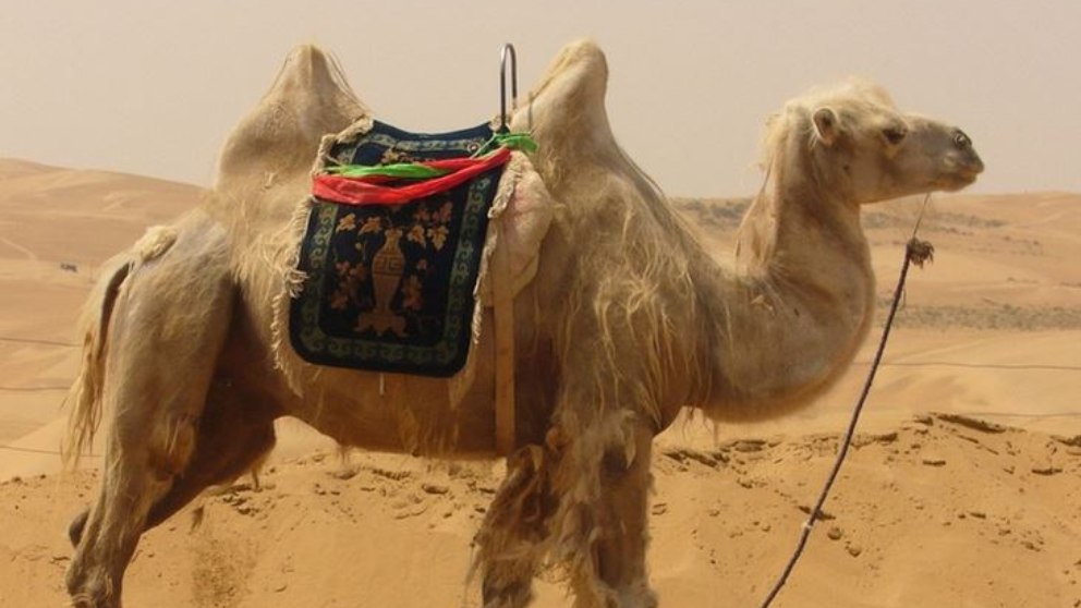 Los camellos son rumiantes que se caracterizan por tener una joroba.
