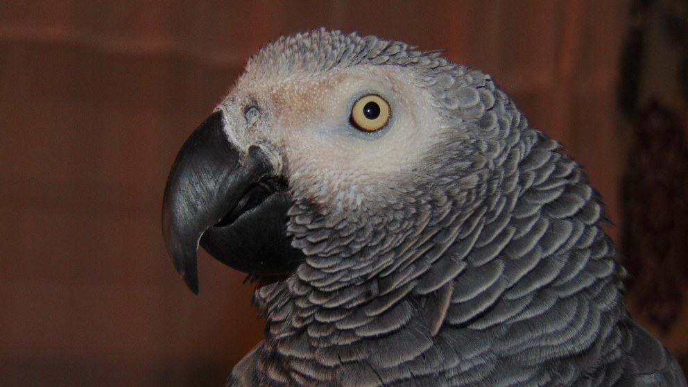 enseñar a hablar a tu loro