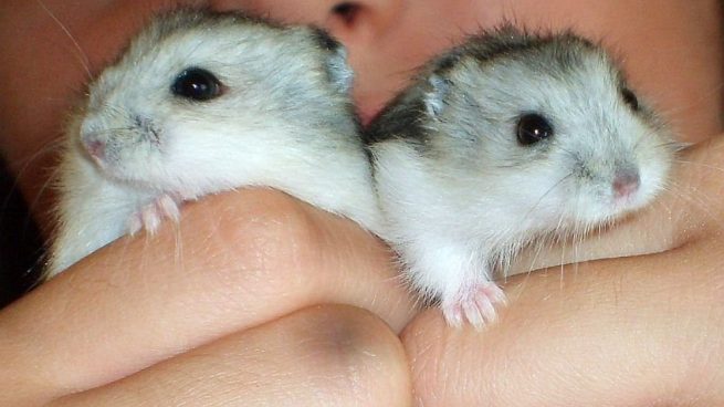 Perdida de peso hamster
