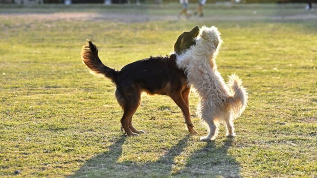 ¿Qué hacer en un parque público con tu perro?