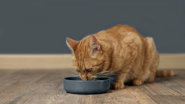 comida casera para tu gato