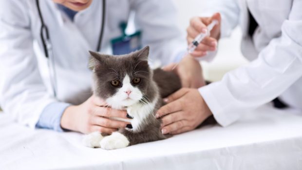 vacunas importantes para tu gato