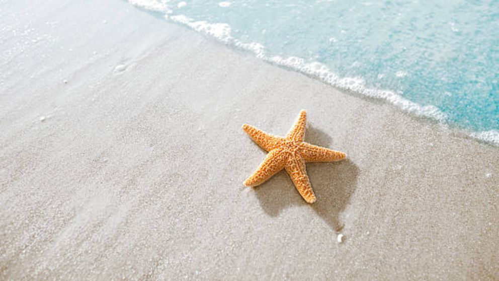 Guía de pasos para hacer una estrella de mar con yeso en polvo