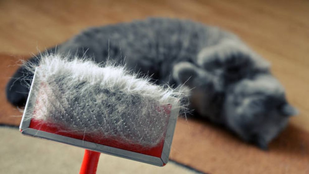 Guía para saber cómo cepillar el pelo del gato y qué herramientas usar