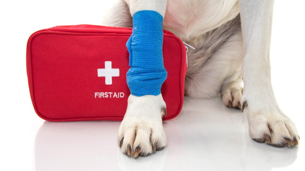 Pautas sobre primeros auxilios para tu perro