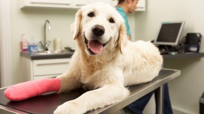 Rehabilitación de tu mascota tras un accidente