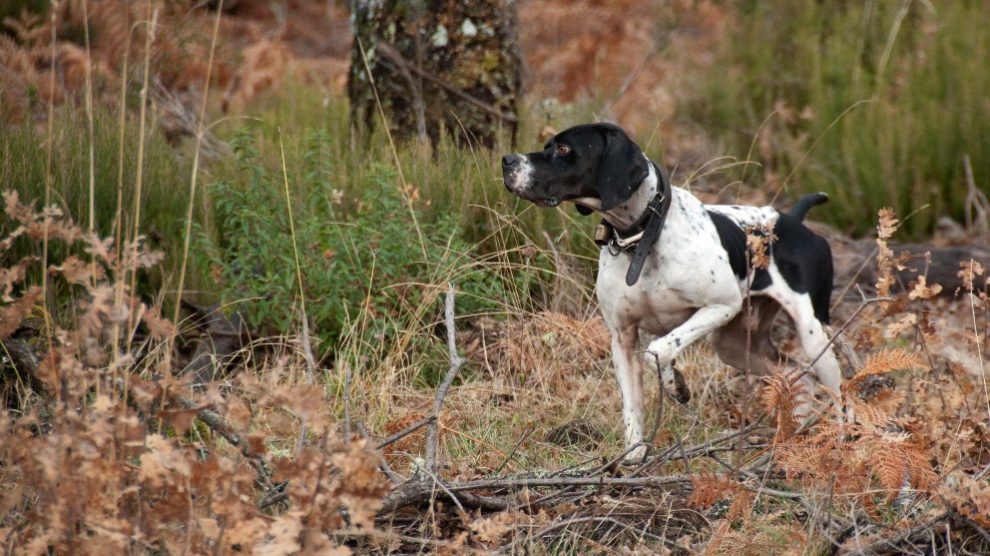 6 señales de que tu perro