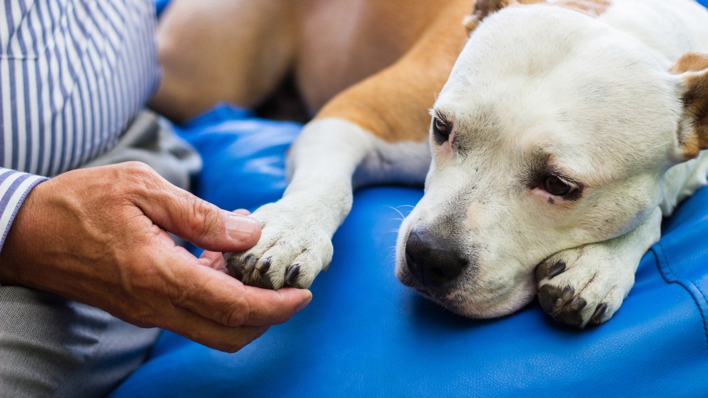 ¿En qué consiste la endoscopia en perros?