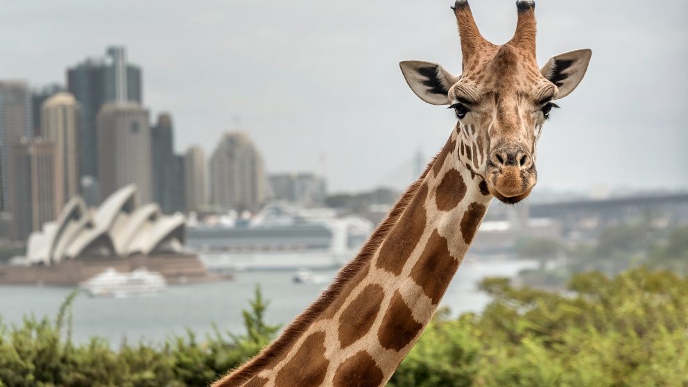 Generacion nativo Estadístico Facebook: Un hombre se sube a lomos de una jirafa del zoo