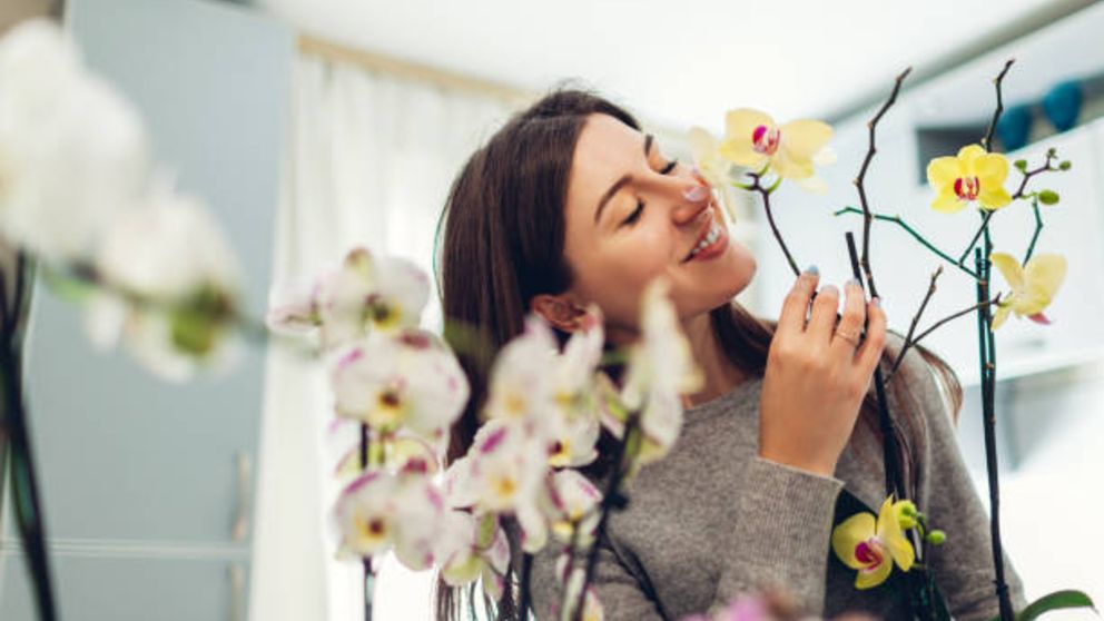 Aprende cómo hacer que las orquídeas duren más tiempo