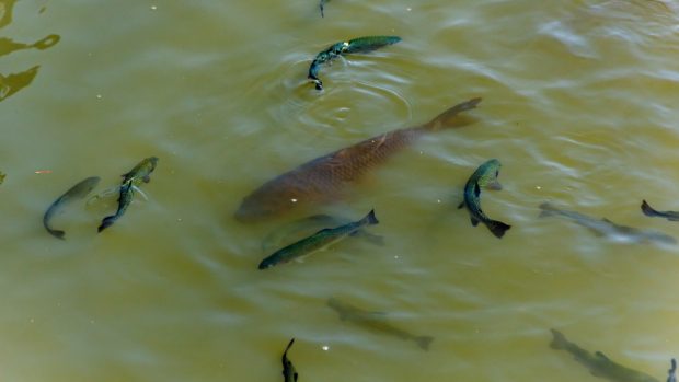 Peces de río que debes conocer