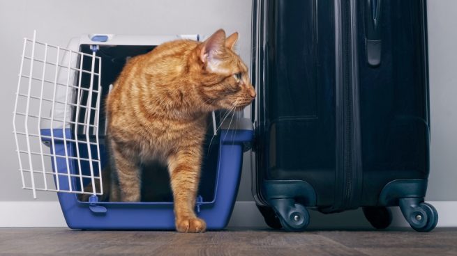 6 consejos para a tu gato de vacaciones