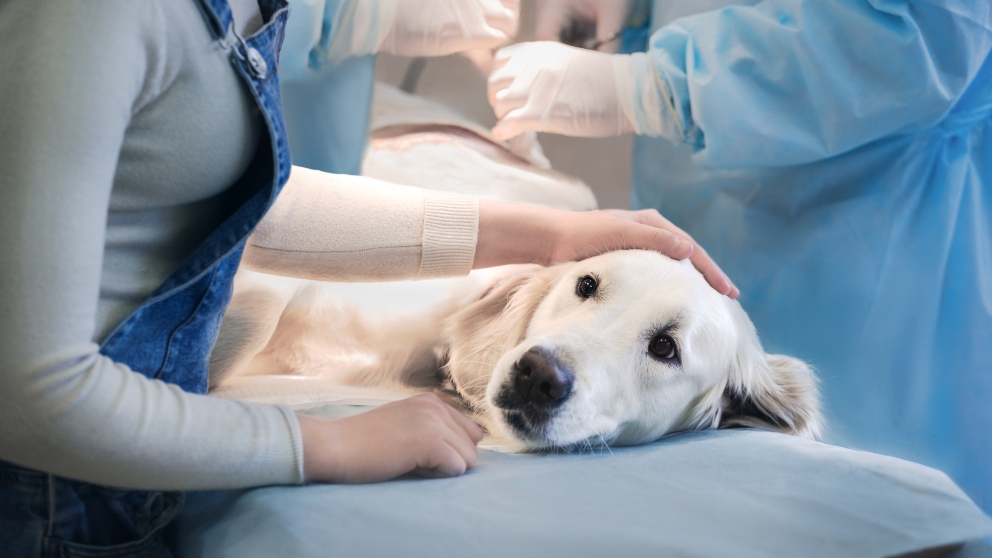 El proceso de hospitalización del perro