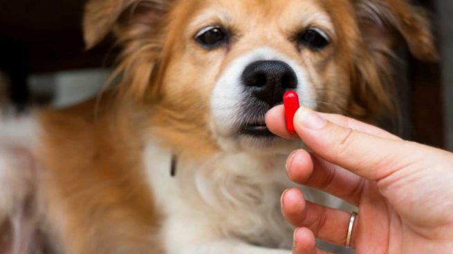 Antibióticos en tu perro