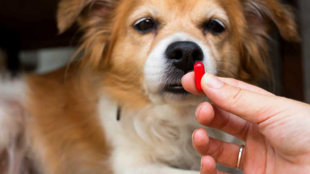 Dar pastilla antiparasitaria a perro