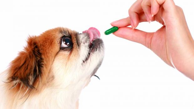 ¿Cómo dar una pastilla a tu perro?