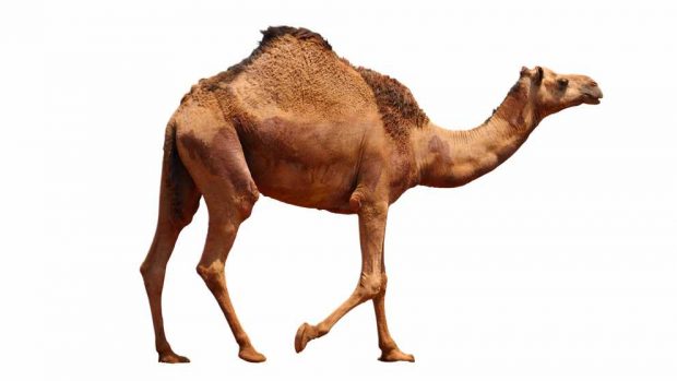 Diferencias camellos y dromedarios
