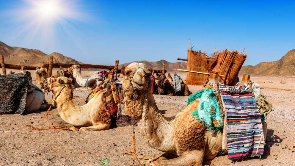 Un camello en el desierto.