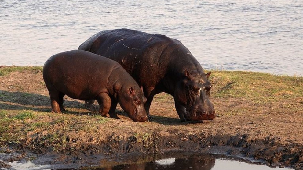 Los hipopótamos son animales que, a pesar de su gran tamaño, son muy buenos nadadores.