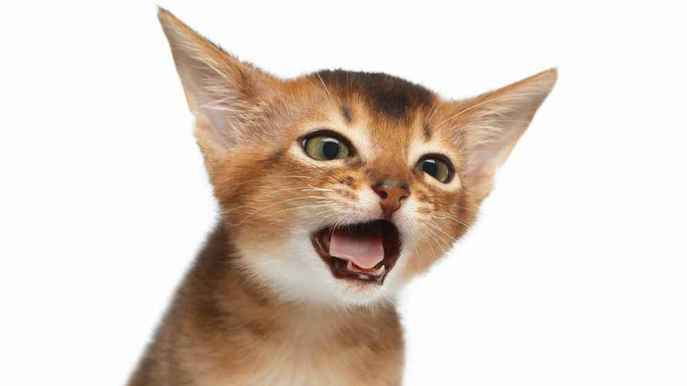 Prevención y tratamiento de tos en los gatos