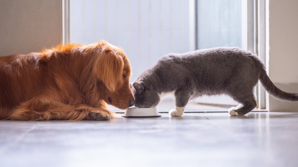 5 consecuencias de una mala alimentación en tu mascota