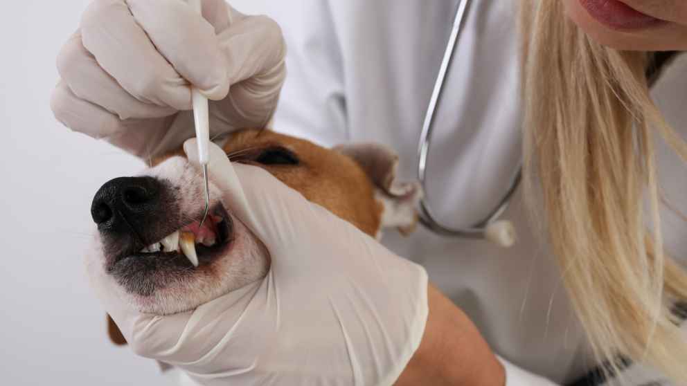 Tratamiento de la periodontitis en perros