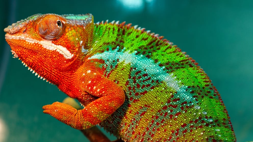 Animales conocidos por cambiar de color