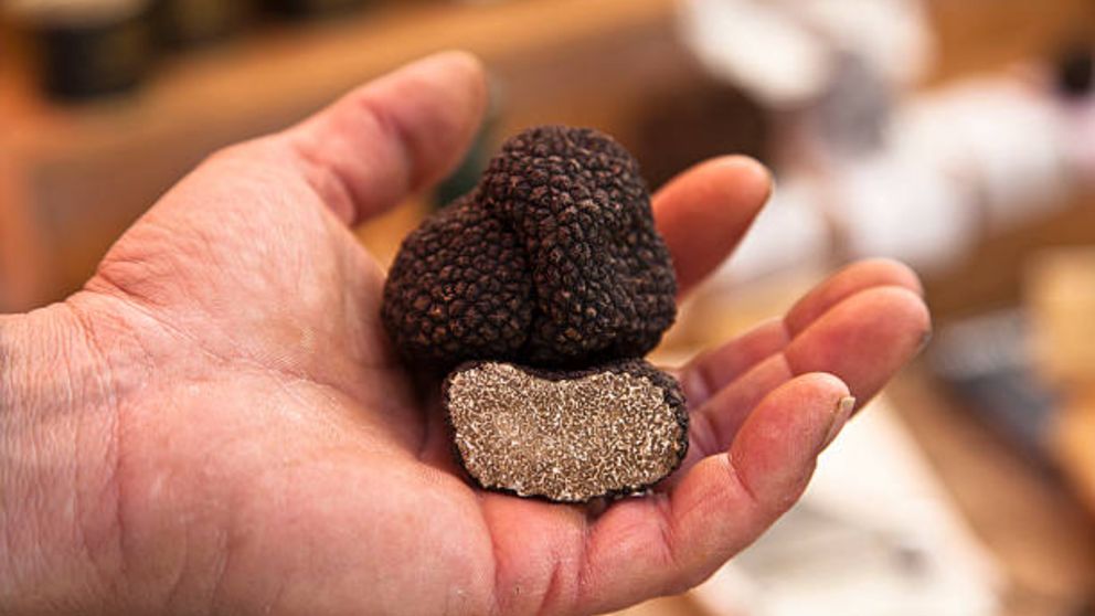 Cómo cultivar trufas en el jardín de forma fácil y c… OKDIARIO