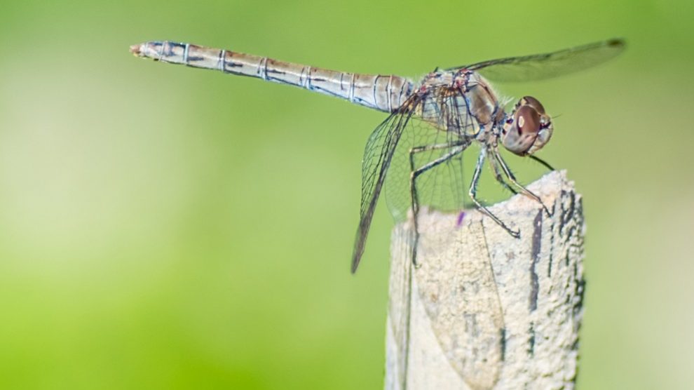 Los mosquitos son una pesadilla cada verano