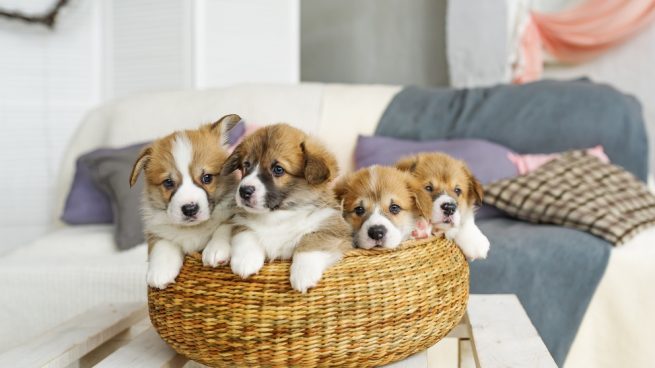parásitos en fotos de cachorros parásitos en fotos de cachorros