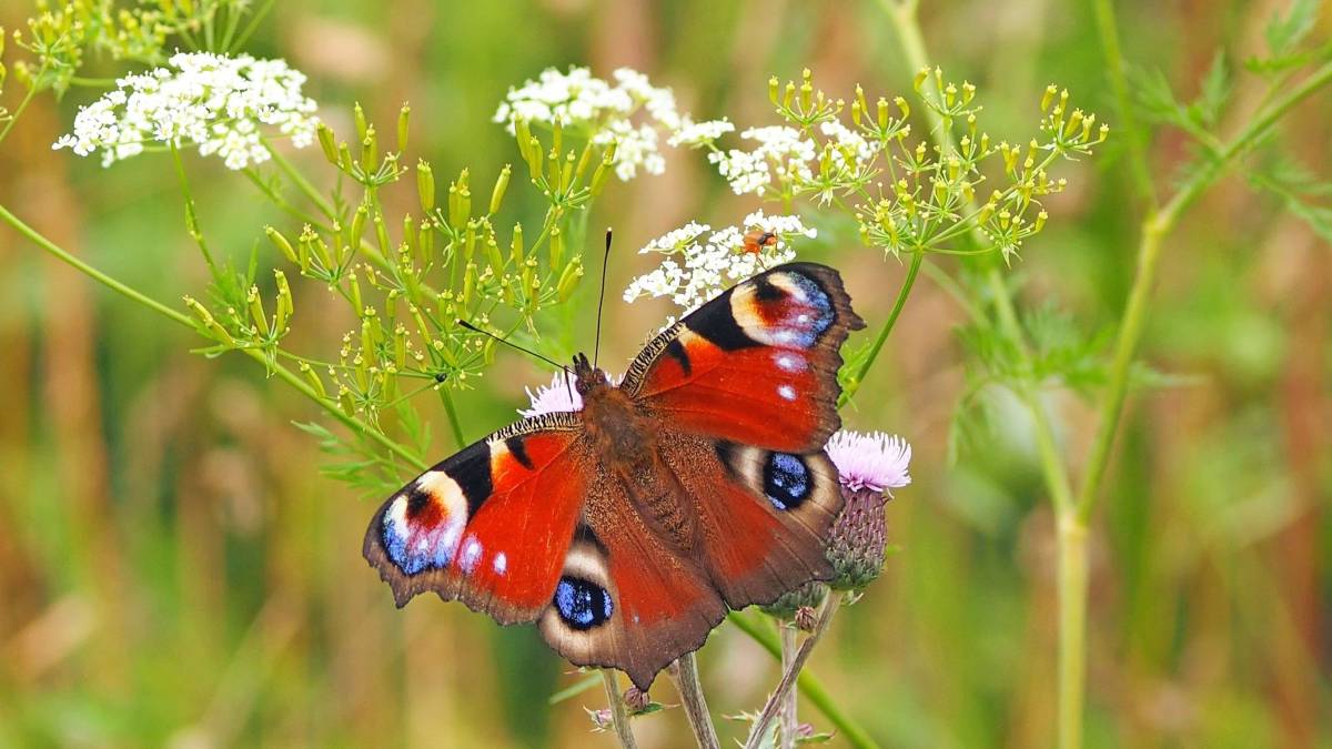 Colores de las mariposas