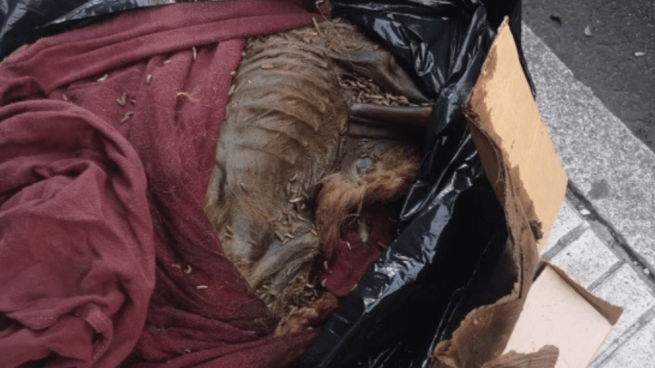 Bolsa de basura con los restos mortales del perro de la acusada de maltrato animal @EP