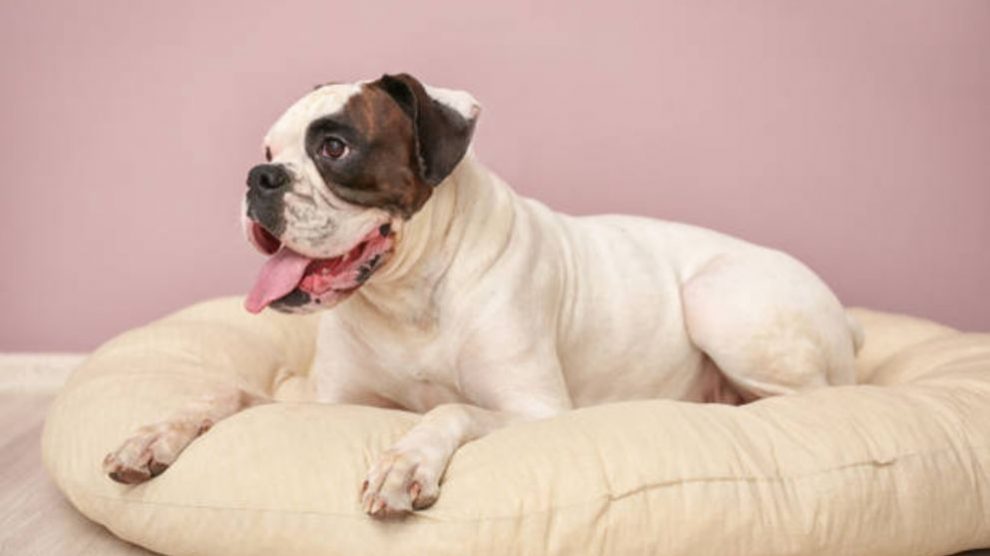 Aprende cómo lavar la cama del perro paso a paso
