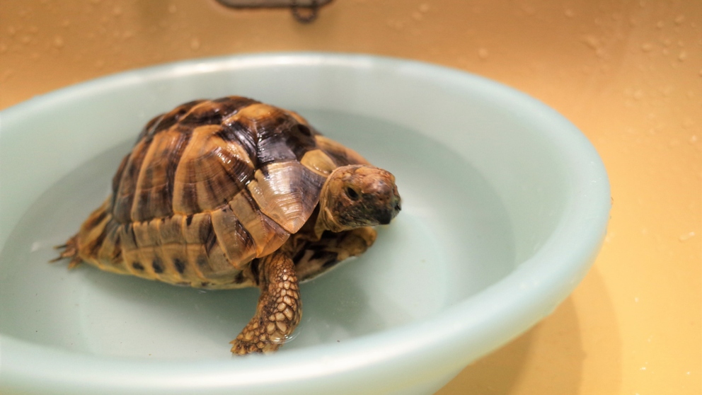 ¿Cómo alimentar a una tortuga en casa?