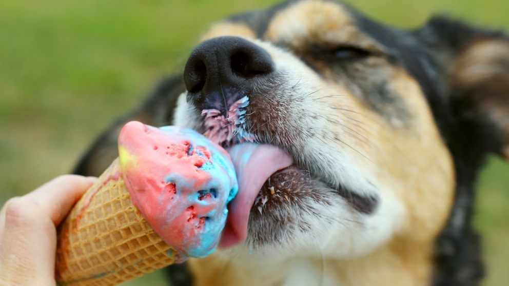 Deliciosos helados caseros que tu perro puede comer