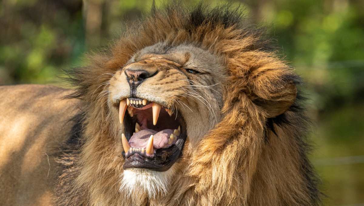 Por qué el león es el rey de la selva?