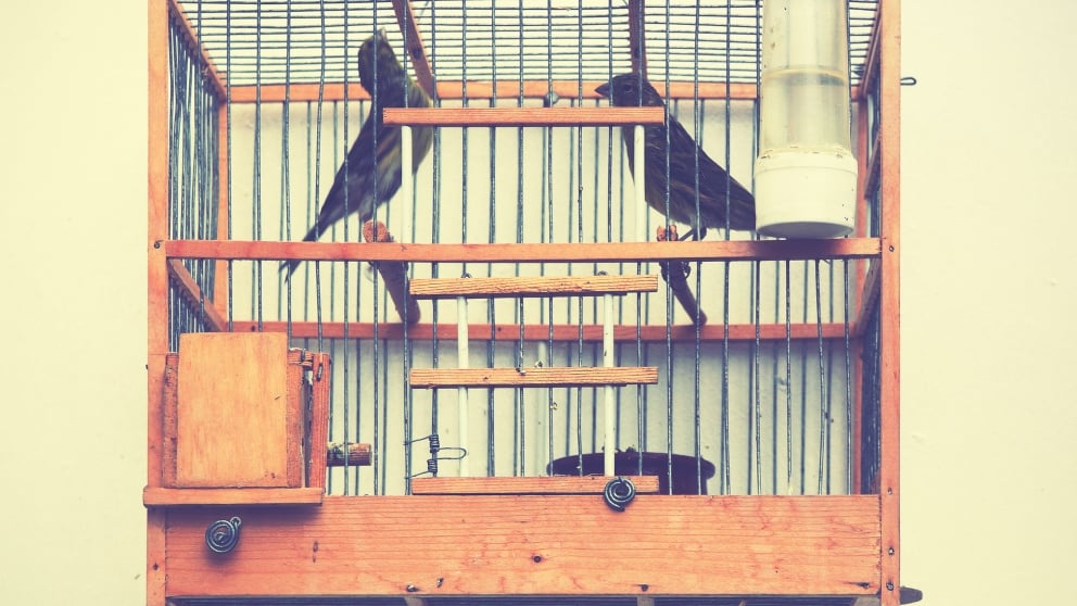 garaje Reafirmar rehén 6 tipos de jaulas para tus pájaros