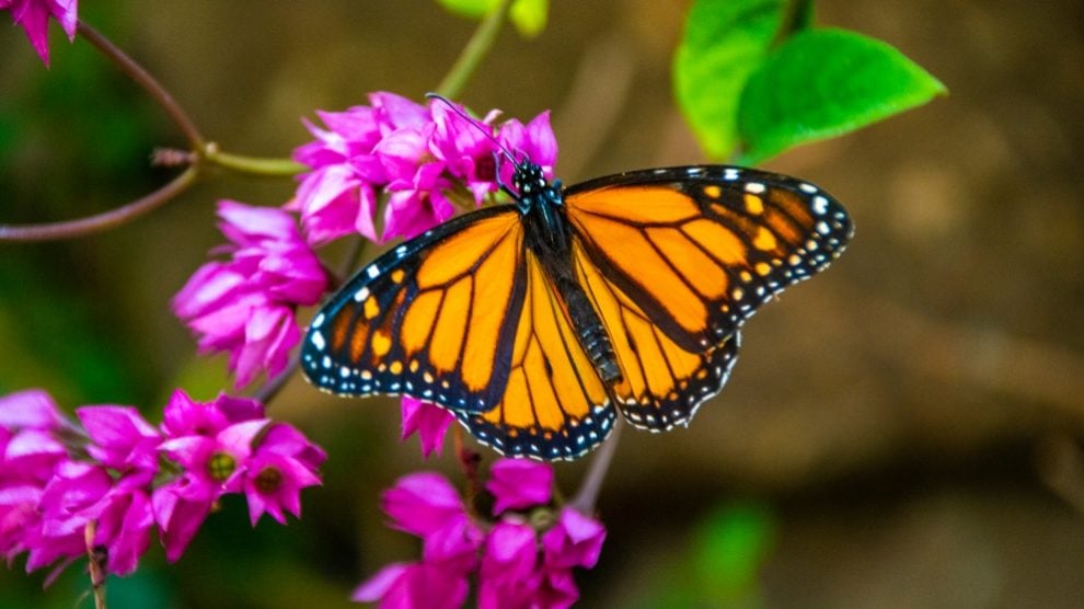 Lo Que Debes Saber Sobre Los Colores De Las Mariposas | Hot Sex Picture