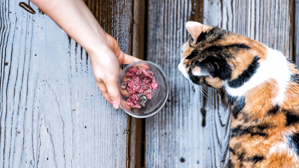 ¿Cómo prevenir y tratar el colesterol en el gato?